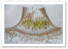 Bleistift  /  Aquarell