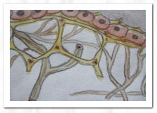 Bleistift  /  Aquarell