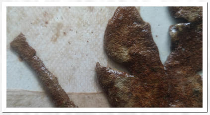 Getrocknete Avocadoschale  /  Getrocknete Teetaschen